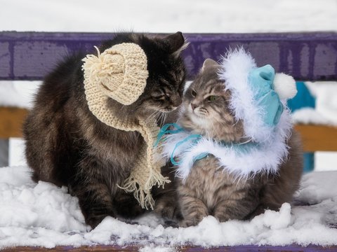 Winter walk two adorable cats