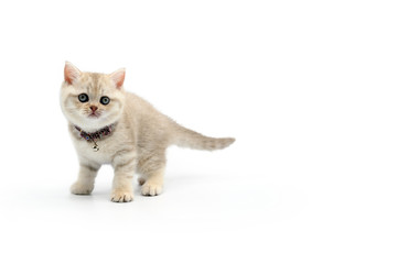 kitten on white background