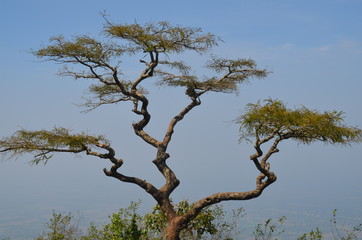 tree and sky