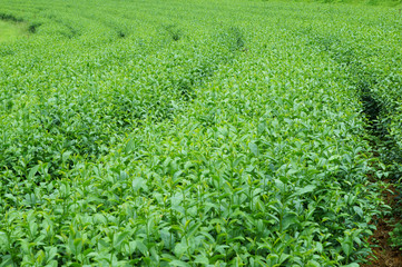 Fototapeta na wymiar Green tea leaves on tea plantations
