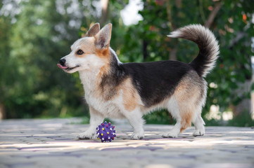dog with long tongue welsh corgi pembroke with standing ears at the walk in park