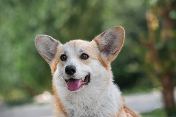closeup portrait of cute red funny dog welsh corgi pembroke