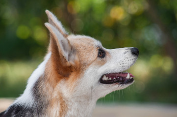 closeup portrait of cute red funny dog welsh corgi pembroke
