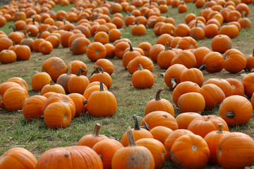 Pumpkin Patch