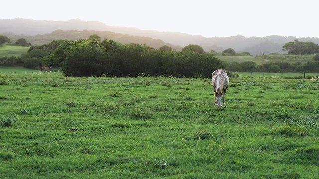 Still shot of a large brown and white horse grazing and feeding on the lush green grass on a ranch in Hawaii. Shot during golden hour.