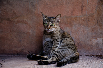 Portrait of striped Thai cat with green eyes