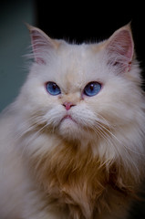 Portrait of white Persian cat with blue eyes, beautiful eyes 