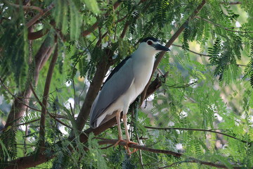 A gray and white and blue bird, Night Heron (Taiwan), standing on a branch, a bird in the green leaves - Image