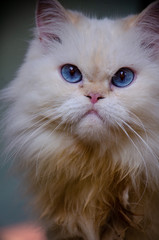 Portrait of white Persian cat with blue eyes, beautiful eyes 