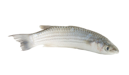Grey mullet fish isolated on white