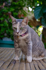 Portrait of gray striped Thai cat with beautiful green eyes