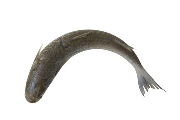 Raw grey mullet fish isolated on white background