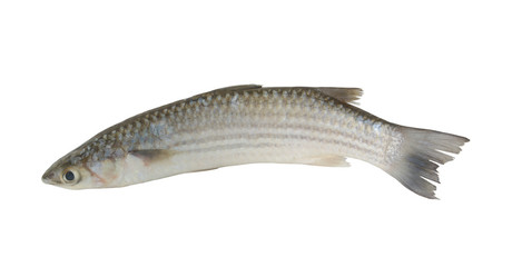 Grey mullet fish isolated on white background