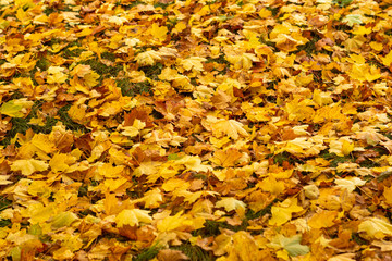 Yellow maple leaves fallen to the ground. Outside is a sunny autumn day. Autumn Art Concept