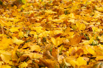 Yellow maple leaves fallen to the ground. Outside is a sunny autumn day. Autumn Art Concept