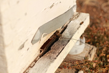 groups of introduced honey bees flying into their timber hive boxes to feed the colony on a farm after collecting pollen from nearby plants and flowers, rural Australia