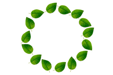 Flame of rose green leaf