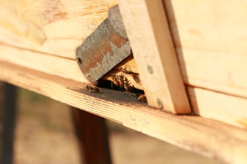 groups of introduced honey bees flying into their timber hive boxes to feed the colony on a farm after collecting pollen from nearby plants and flowers, rural Australia