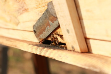 groups of introduced honey bees flying into their timber hive boxes to feed the colony on a farm after collecting pollen from nearby plants and flowers, rural Australia