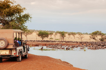 African Tanzania Safari trip wildlife watch - Herd of African wildebeest in grass meadow near river...