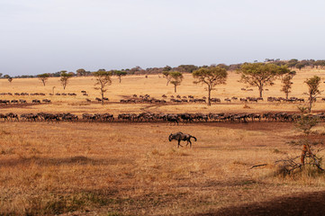 Fototapeta na wymiar Herd of African wildebeest in grass meadow of Serengeti Savanna - African Tanzania Safari trip