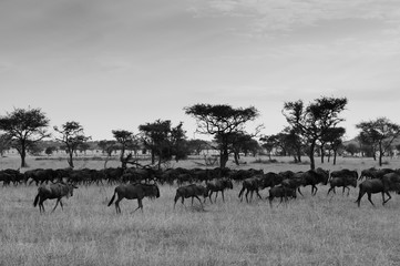 Naklejka premium Herd of African wildebeest in grass meadow of Serengeti Savanna - African Tanzania Safari trip. Black and white