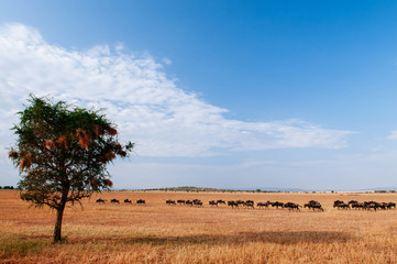 Herd of African wildebeest and lone tree in grass meadow of Serengeti Savanna - African Tanzania Safari trip