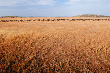 Herd of African wildebeest in grass meadow of Serengeti Savanna - African Tanzania Safari trip