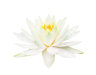 Close up single sweet yellow lily lotus flowers blooming with water drops isolated on white background , clipping path
