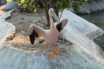 The great white pelican (Pelecanus onocrotalus) aka the eastern white pelican, rosy pelican or white pelican