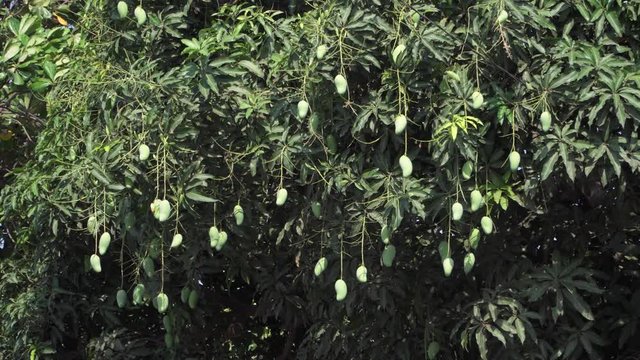 A fresh mango tree in a city or it could be in a forest. Makes me remember how taste it is.