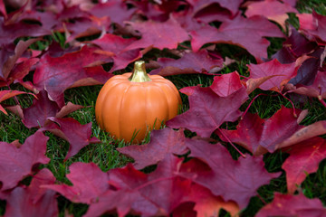 Orange ceramic pumpkin outside on green lawn with fall color in red maple leaves