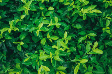 green leaves nature wall texture