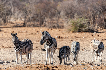 Fototapeta na wymiar Telephoto shot of a group of Burchell's Plains zebras -Equus quagga burchelli- standing on the plains of Etosha National Park, Namibia.