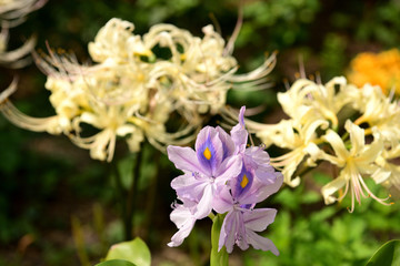 彼岸花とホテイアオイ