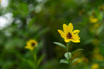 Bee on a Yellow Flower