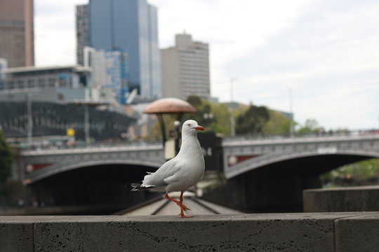 playful singel seagull posing by the river in the CBD inner city Melbourne with city buildings and Flinder's street station in the background, watching busy city life