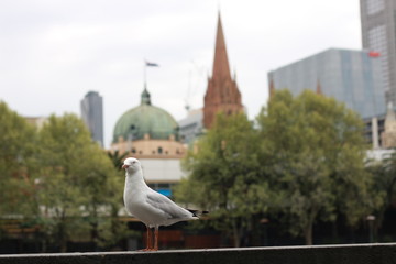 Fototapeta premium playful singel seagull posing by the river in the CBD inner city Melbourne with city buildings and Flinder's street station in the background, watching busy city life