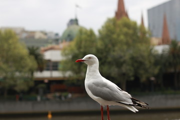 playful singel seagull posing by the river in the CBD inner city Melbourne with city buildings and Flinder's street station in the background, watching busy city life