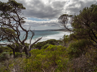 Coastal View Through Trees Western Australia