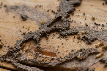 Group of worker termites walking and move in cracking tunnel from termite nest on old brown wood board of abandoned house. Background for environment or pest control or house problem concept.