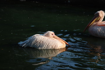 Great white or eastern white pelican, rosy pelican or white pelican is a bird in the pelican...