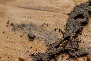 Group of worker termites walking and move in cracking tunnel from termite nest on old brown wood board of abandoned house. Background for environment or pest control or house problem concept.