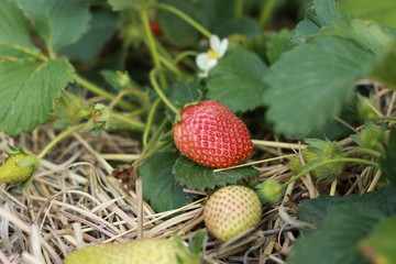 juicy red organically home grown strawberries seen from a low perspective thru leaves and strawberry flowers in a home farm garden ready to be harvested © fieldofvision
