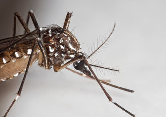 Macro Photo of Yellow Fever Mosquito on White Floor