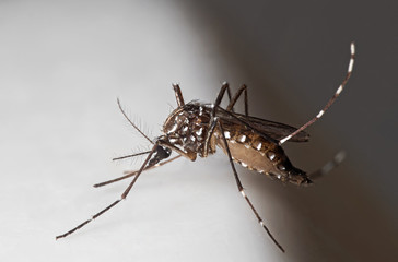Macro Photo of Yellow Fever Mosquito on White Floor