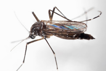 Macro Photo of Yellow Fever Mosquito on White Floor