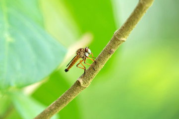 Close up Robber Fly on Branch Isolated on Blurry Background