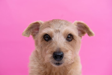 Norfolk Terrier dog against pink background