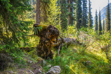 Broken old dry tree in mountains forest. Terskey Alatoo mountains.